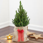 Picea Glauca Conica Christmas Tree Gift Wrapped  2