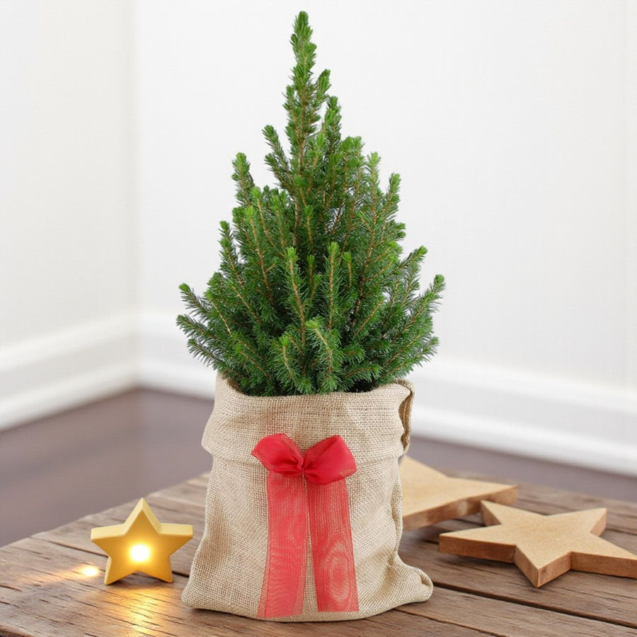Picea Glauca Conica Mini Christmas Tree  9