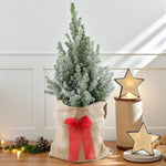 Picea Glauca Conica Christmas Tree Gift Wrapped  1