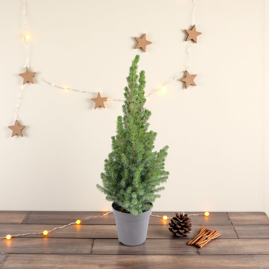 Picea Glauca Perfecta Mini Tabletop Christmas Tree  1