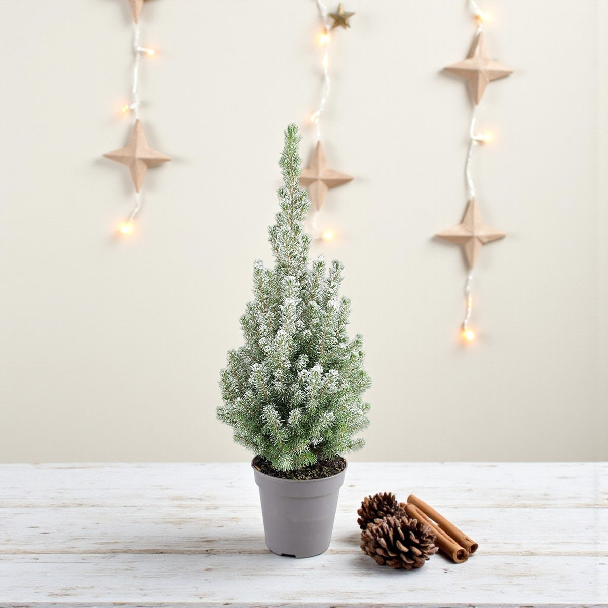Picea Glauca Perfecta Mini Tabletop Christmas Tree  2