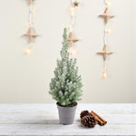 Picea Glauca Perfecta Mini Tabletop Christmas Tree  2