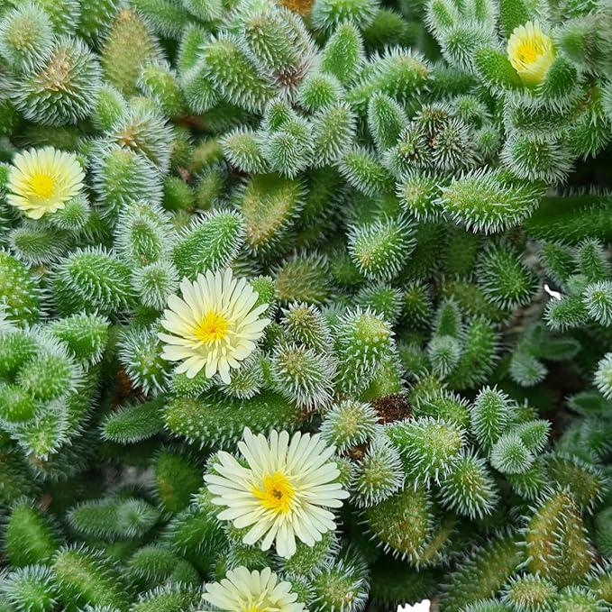 Delosperma Echinatum Pickle Plant  4