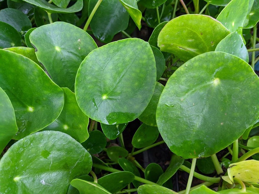 Pilea Peperomioides pilea-peperomioides-12 3