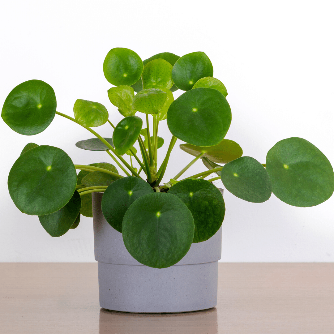 Pilea Peperomioides