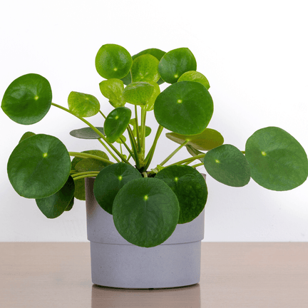 pilea-peperomioides8