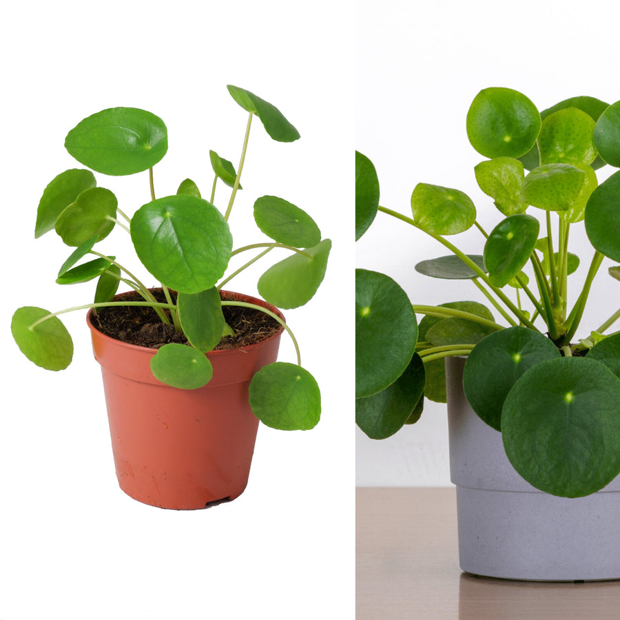 Pilea Peperomioides pilea 2