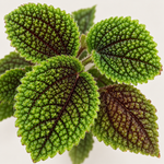 Pilea Moon Valley  4