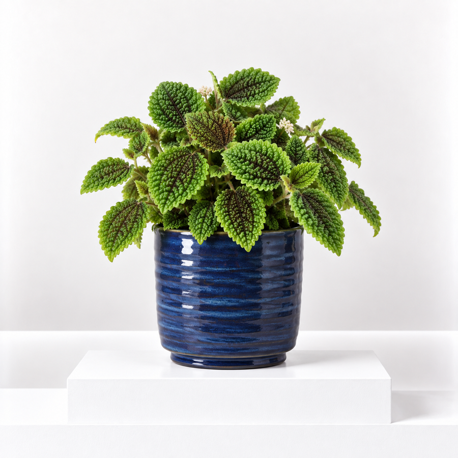 Pilea Moon Valley  1