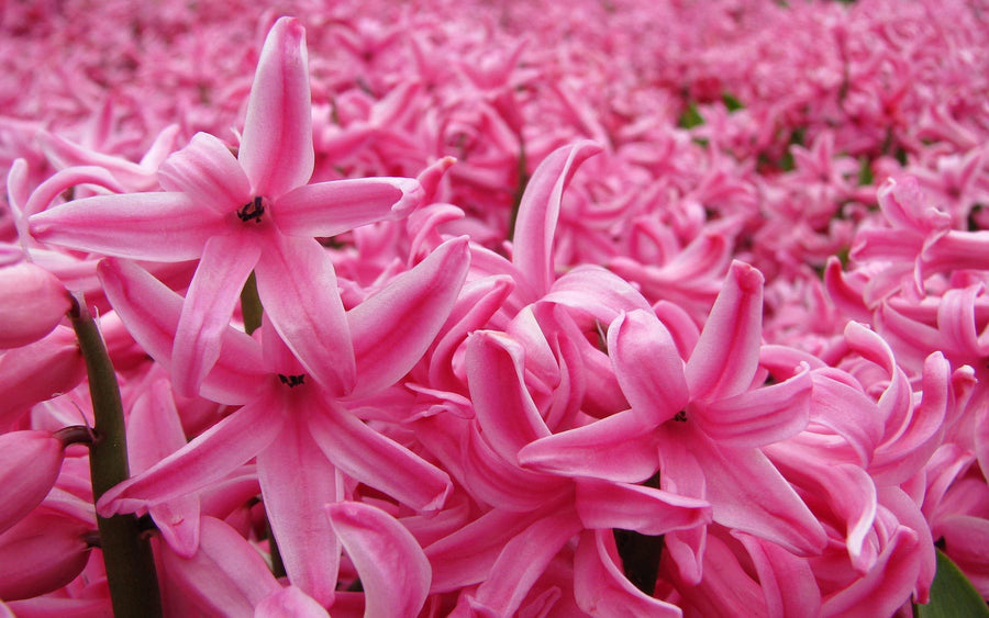Pink Hyacinth Flowering Bulb Trio pink-hyacinth-1 4