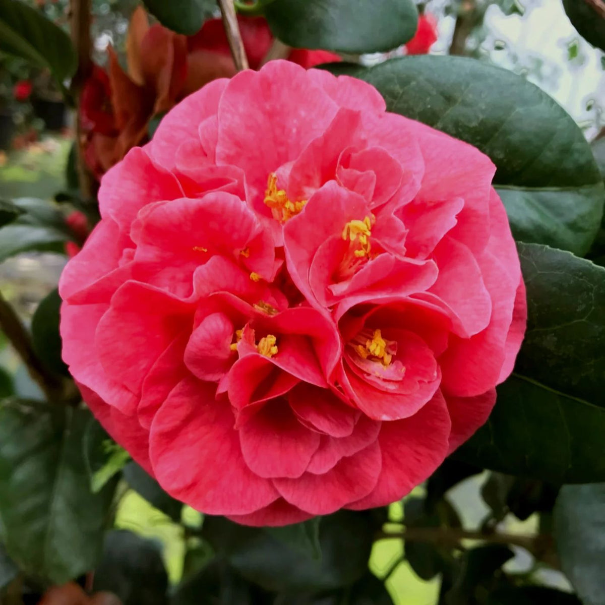 Camellia Campbell Plant