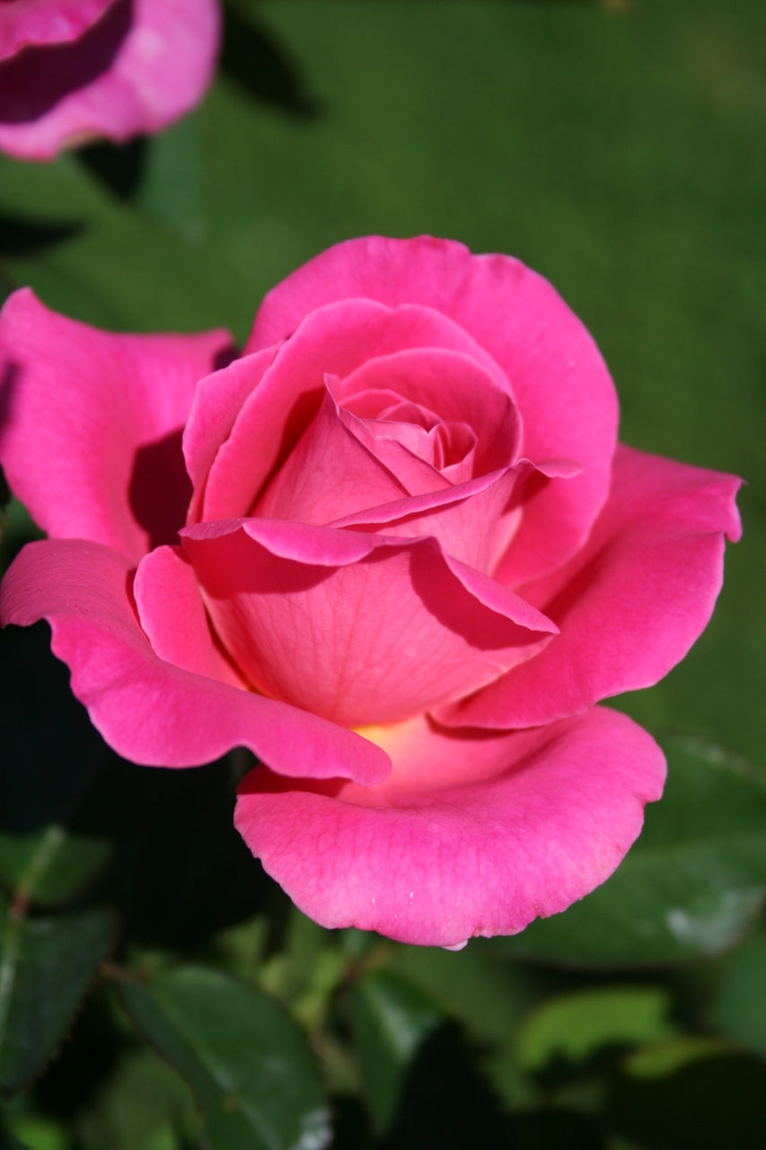 Scented Rose in 2L Tall Rose Pot - (Pink Peace) Scented Rose in 2L Tall Rose Pot - (Pink Peace) image2 2