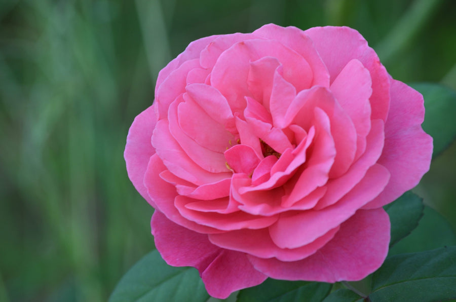 Congratulations Rose Bush Gift Wrapped Congratulations Rose Bush Gift Wrapped image3 3