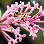 Pink Syringa Flowerfesta - Dwarf Korean Scented Lilac Tree Pink Syringa Flowerfesta - Dwarf Korean Scented Lilac Tree image4 4