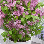 Pink Syringa Flowerfesta - Dwarf Korean Scented Lilac Tree Pink Syringa Flowerfesta - Dwarf Korean Scented Lilac Tree image2 2