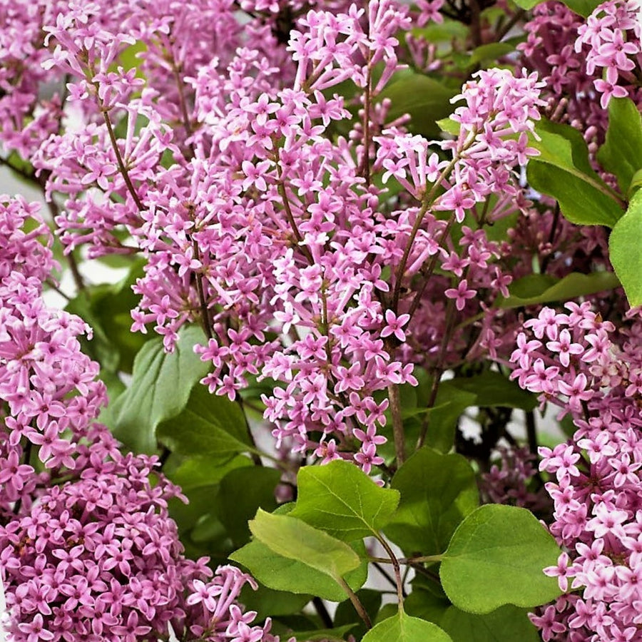 Syringa Flowerfesta - Dwarf Korean Scented Lilac Tree  5