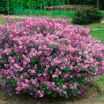 Pink Syringa Flowerfesta - Dwarf Korean Scented Lilac Tree Pink Syringa Flowerfesta - Dwarf Korean Scented Lilac Tree image3 3