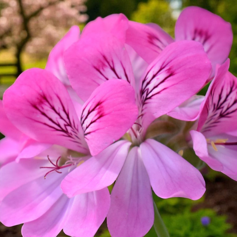 Pink Capitatum Scented Geranium Plant  3