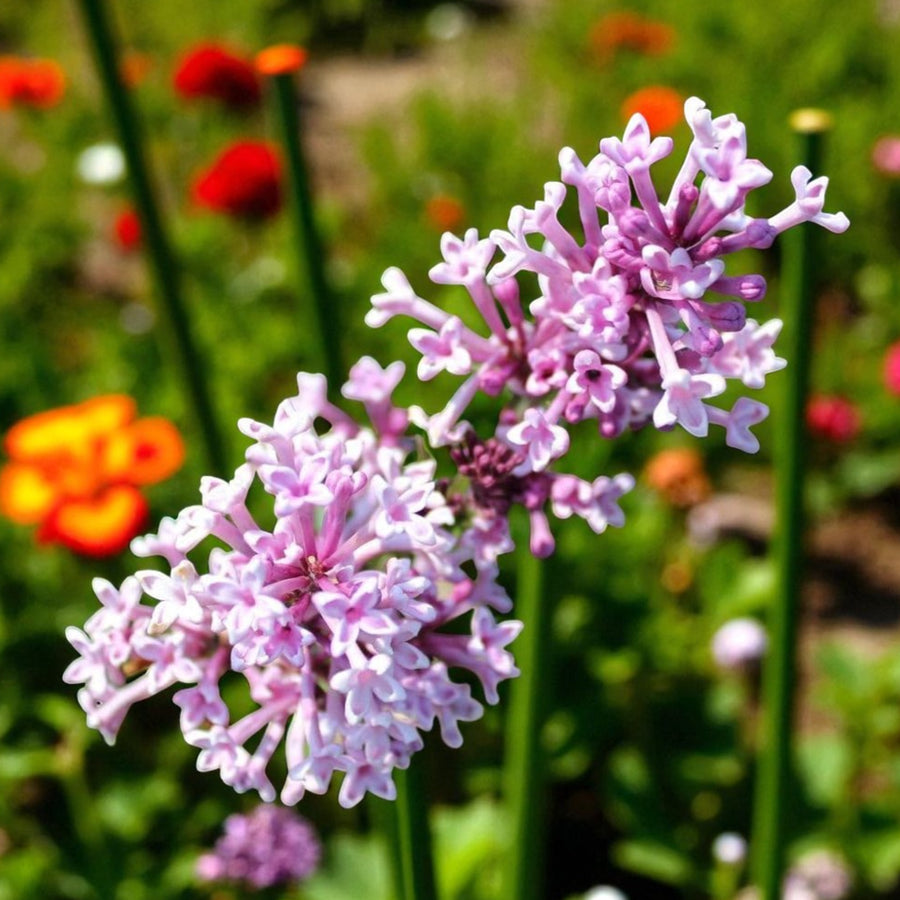 Pink Syringa Palibin - Dwarf Korean Scented Lilac Tree  1