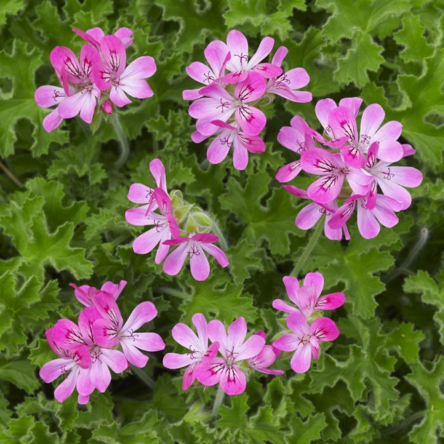 Pink Capitatum Scented Geranium Plant Pink Capitatum Scented Geranium image1 1