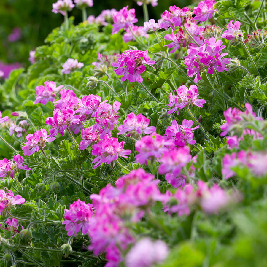 Pink Capitatum Scented Geranium Plant Pink Capitatum Scented Geranium image2 2