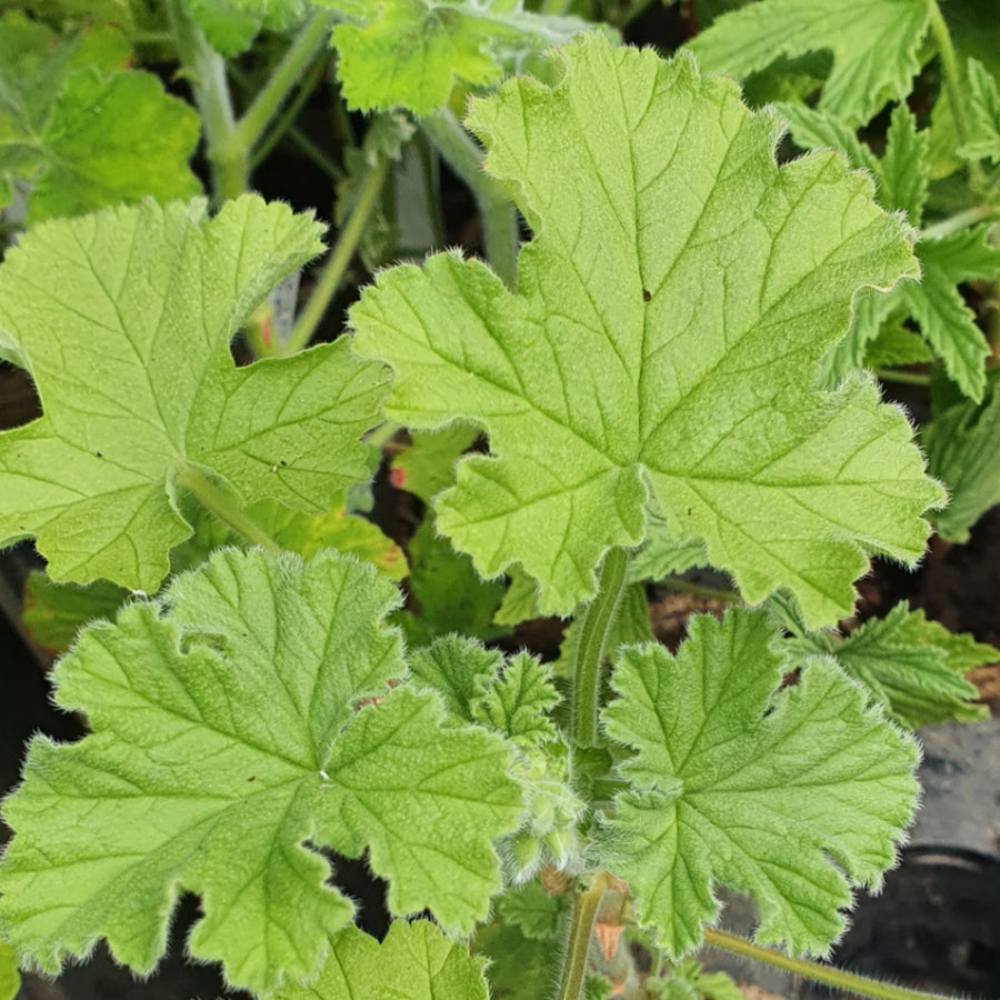 Pink Capitatum Scented Geranium Plant Pink Capitatum Scented Geranium image4 4