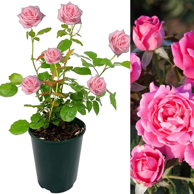 Pink Rose Bush - Pink Fire pinkfire 2