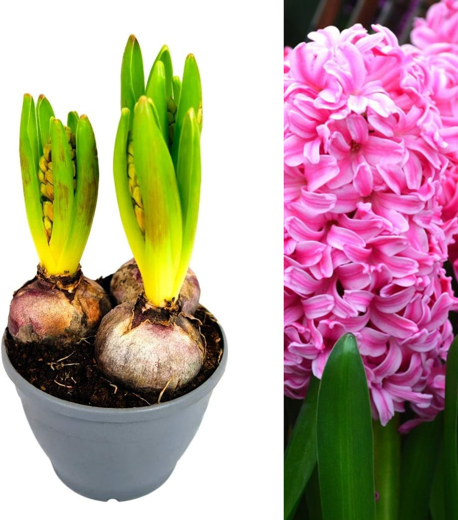 Pink Hyacinth Flowering Bulb Trio pinkhyacint 1