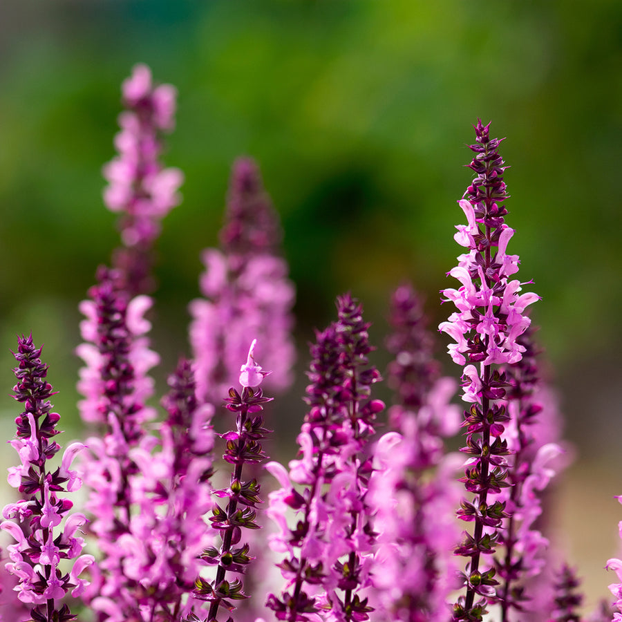 Salvia 'Pink Inspiration' Salvia 'Pink Inspiration' image2 2
