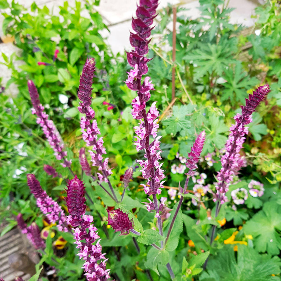 Salvia 'Pink Inspiration' Salvia 'Pink Inspiration' image3 3