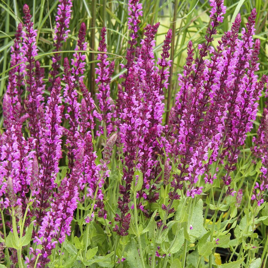 Salvia 'Pink Inspiration' Salvia 'Pink Inspiration' image1 1