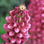 Cottage Garden Plants For Beginners - Geranium, Alchemilla, Lupin and Leucanthemum  5