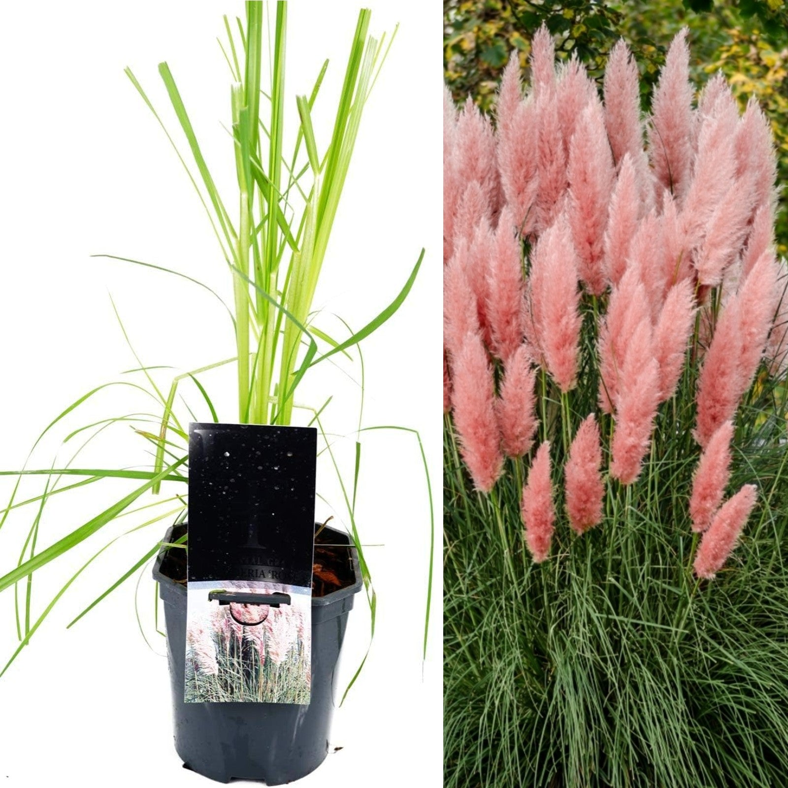 Light Pink Pampas Grass Rosea | Ornamental Grass