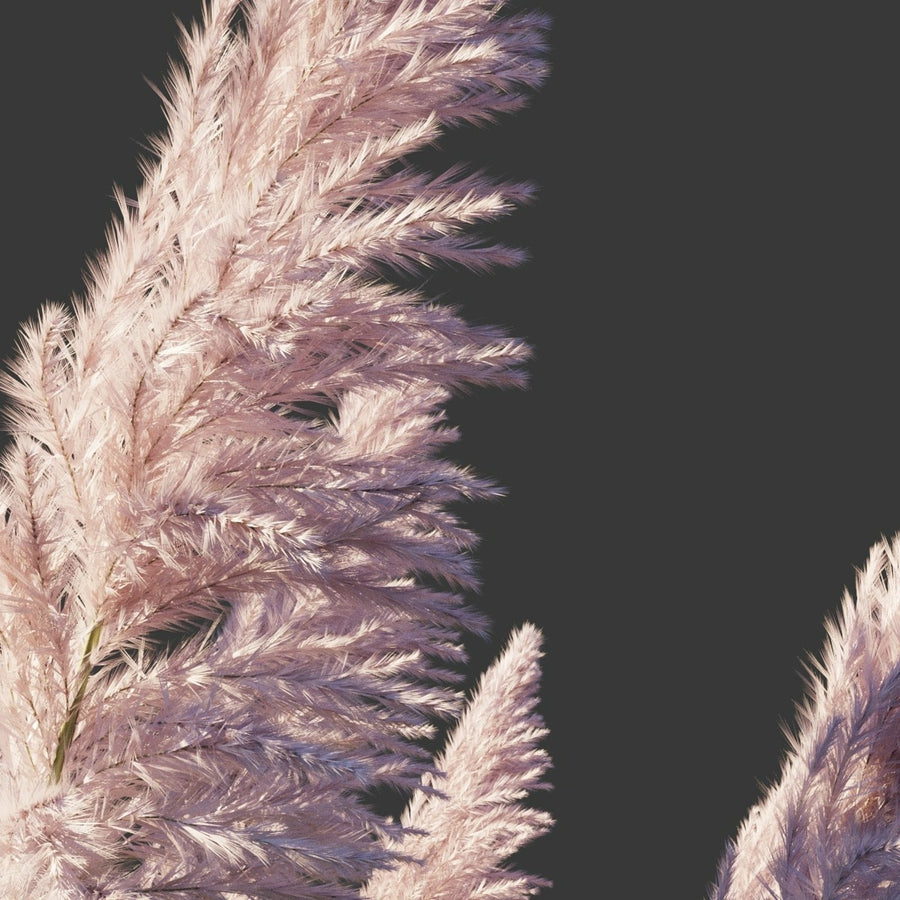 Light Pink Pampas Grass Rosea pinkpampas1 2