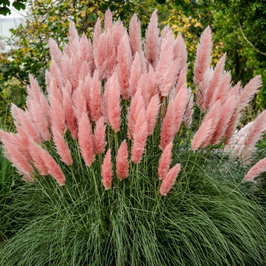 Light Pink Pampas Grass Rosea pinkpampas2 4