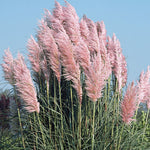 Pampas Grass 'Rosea' pinkpampas3 4