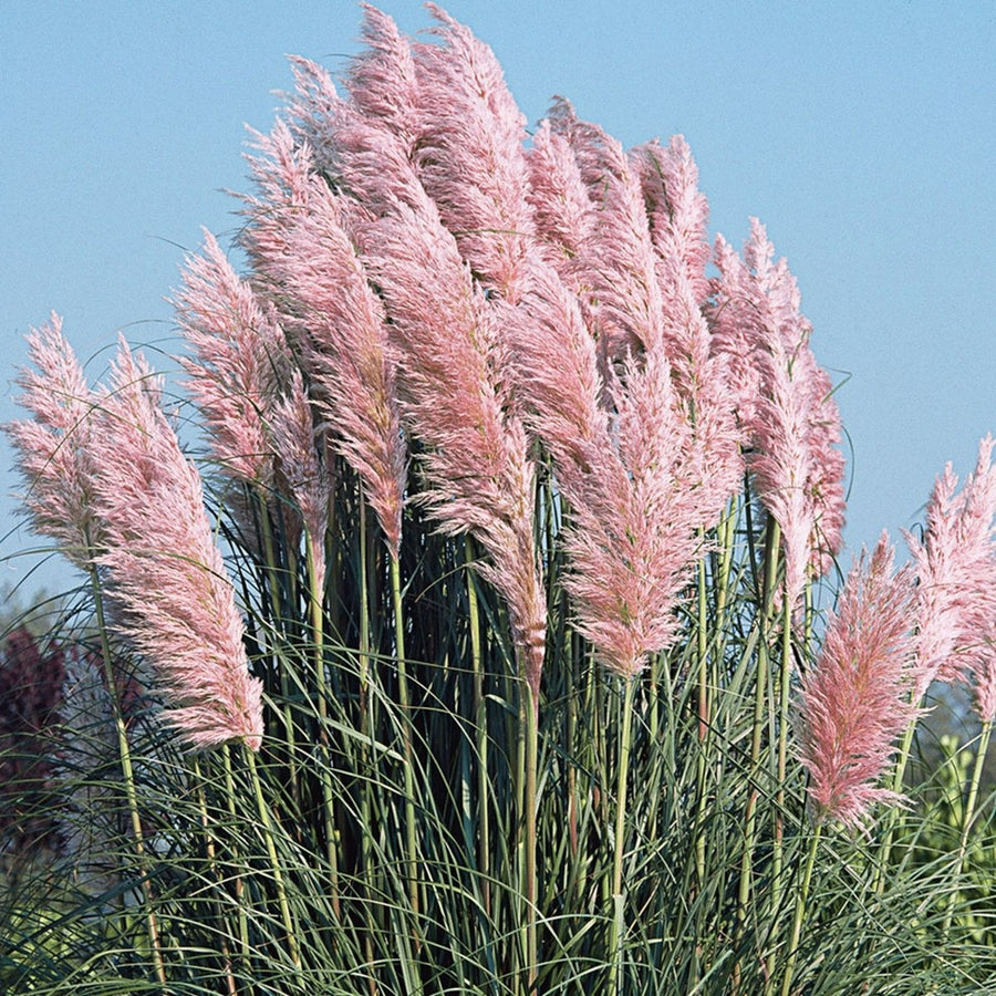 Light Pink Pampas Grass Rosea pinkpampas3 5