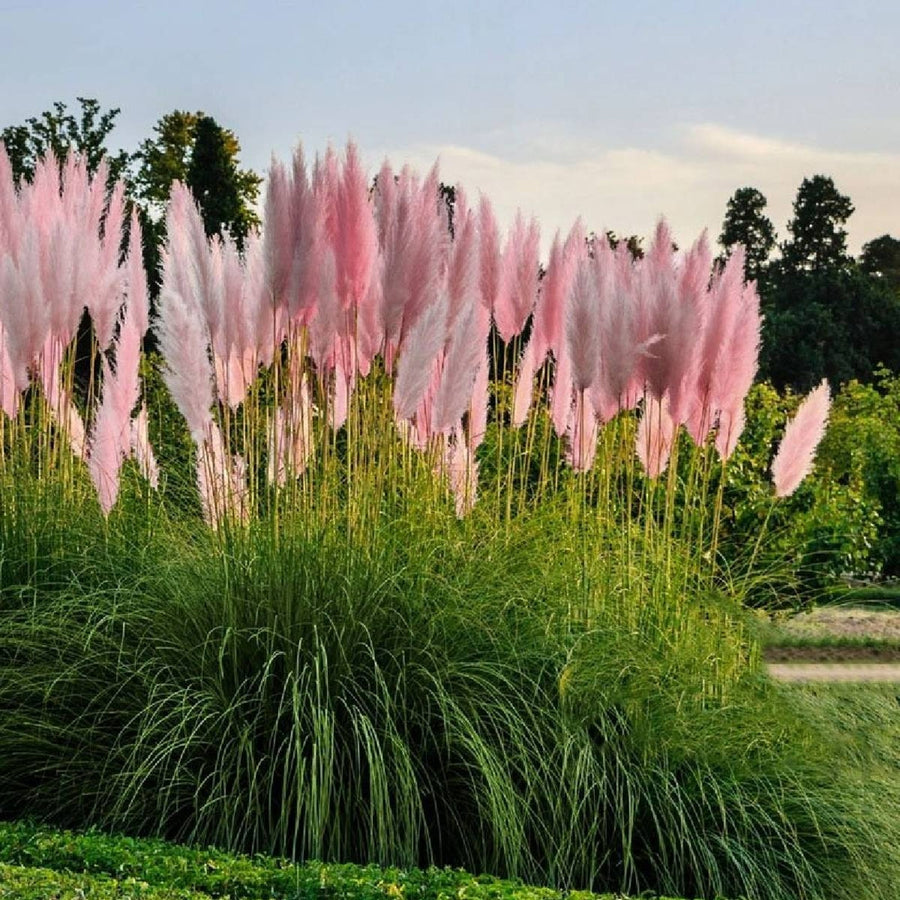 Light Pink Pampas Grass Rosea pinkpampas4 1
