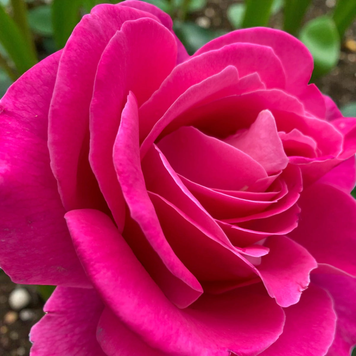 Pink Peace Pink Peace Bare Root Rose – Carbeth Plants