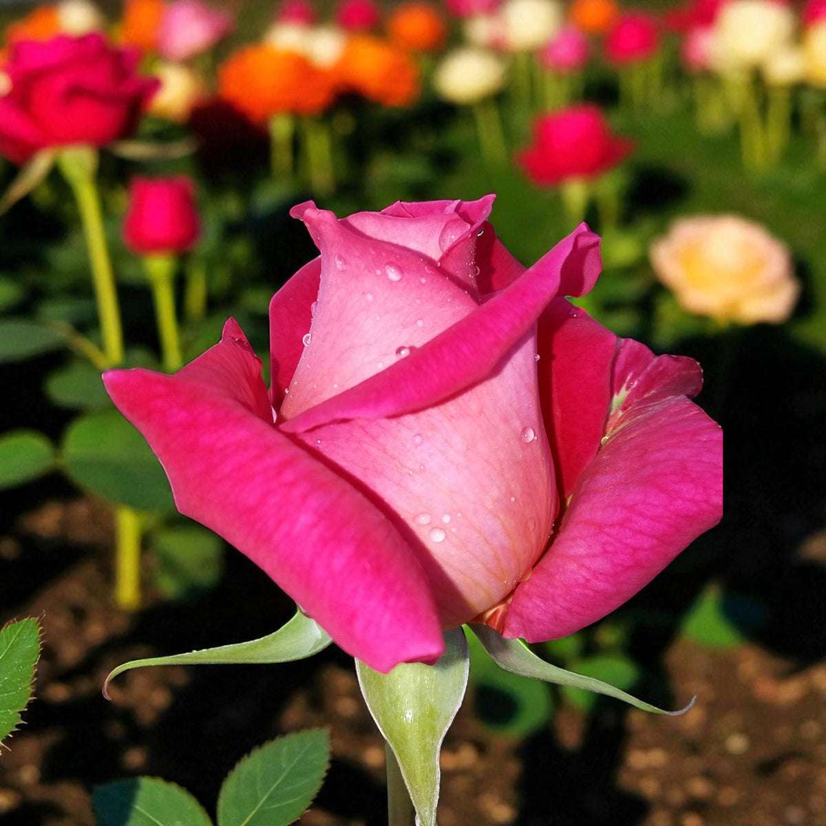 Pink Peace Bare Root Rose  3