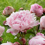 Paeonia Lactiflora Hybrid 'Chinese Peony'  4