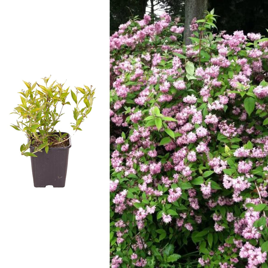 Deutzia Mont Rose - Pink Star Shaped Flowers Deutzia Mont Rose - Pink Star Shaped Flowers image1 2