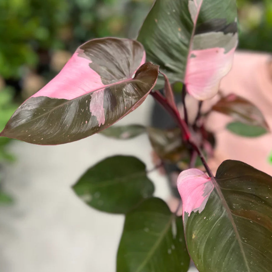 Philodendron Pink Princess pinkprincess 4