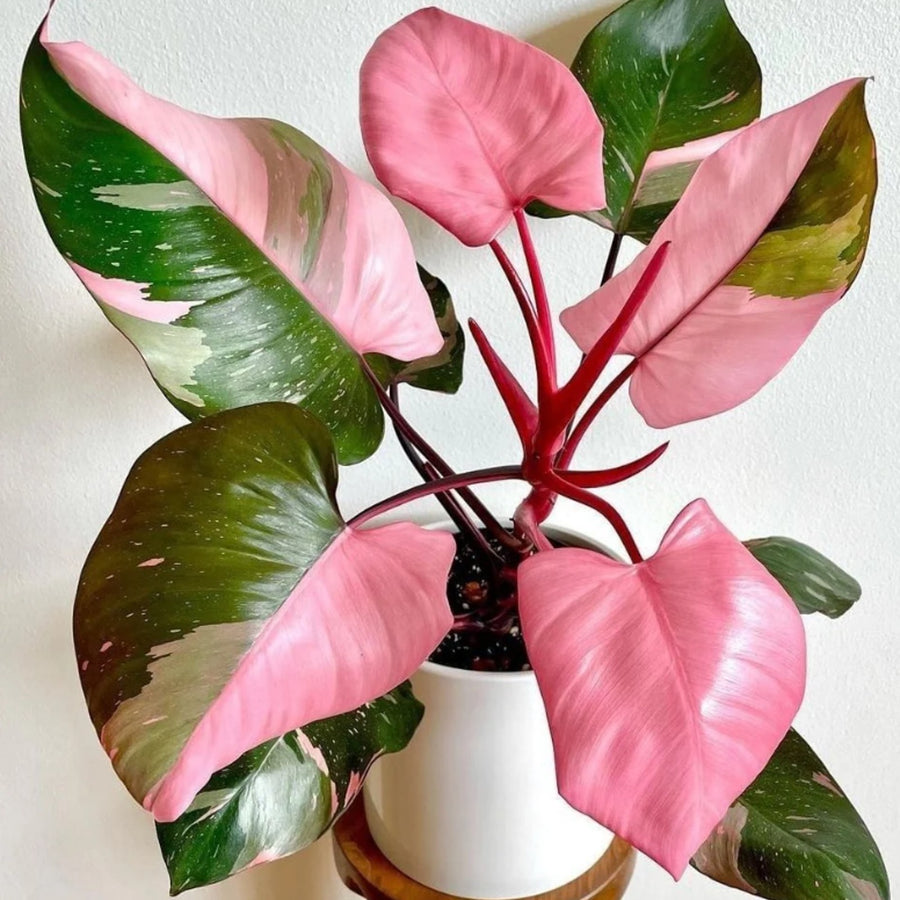 Philodendron Pink Princess pinkprincess2 1