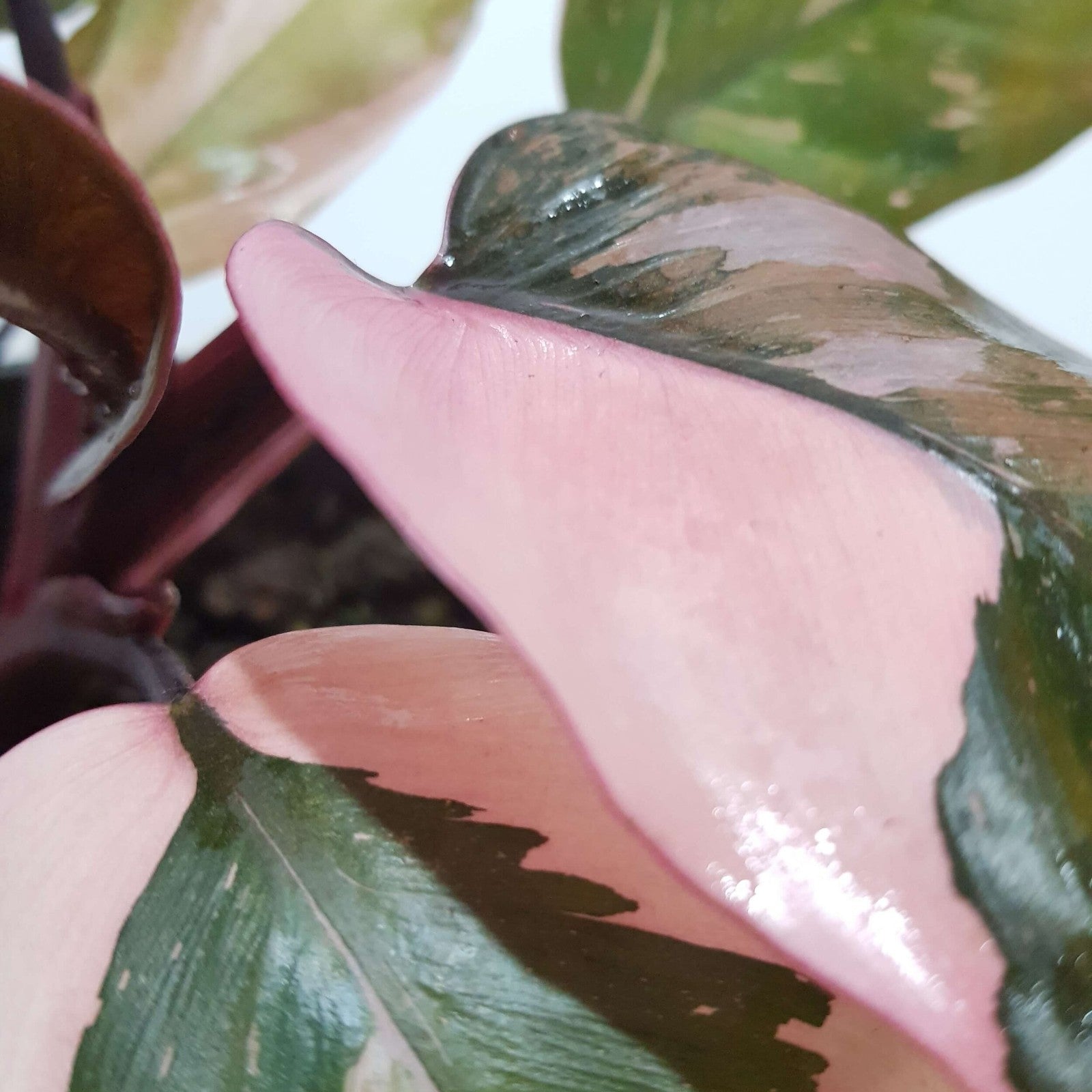 philodendron pink princess uk Philodendron Pink Princess