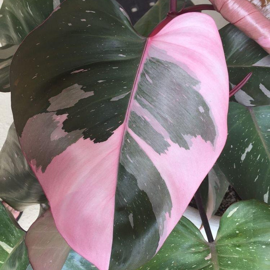 Philodendron Pink Princess pinkprincess4 6