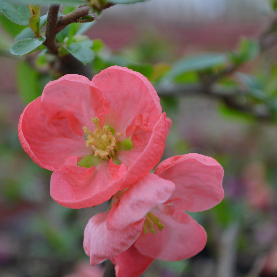 Chaenomeles Pink Trail - Quince Shrub pinktrail 3