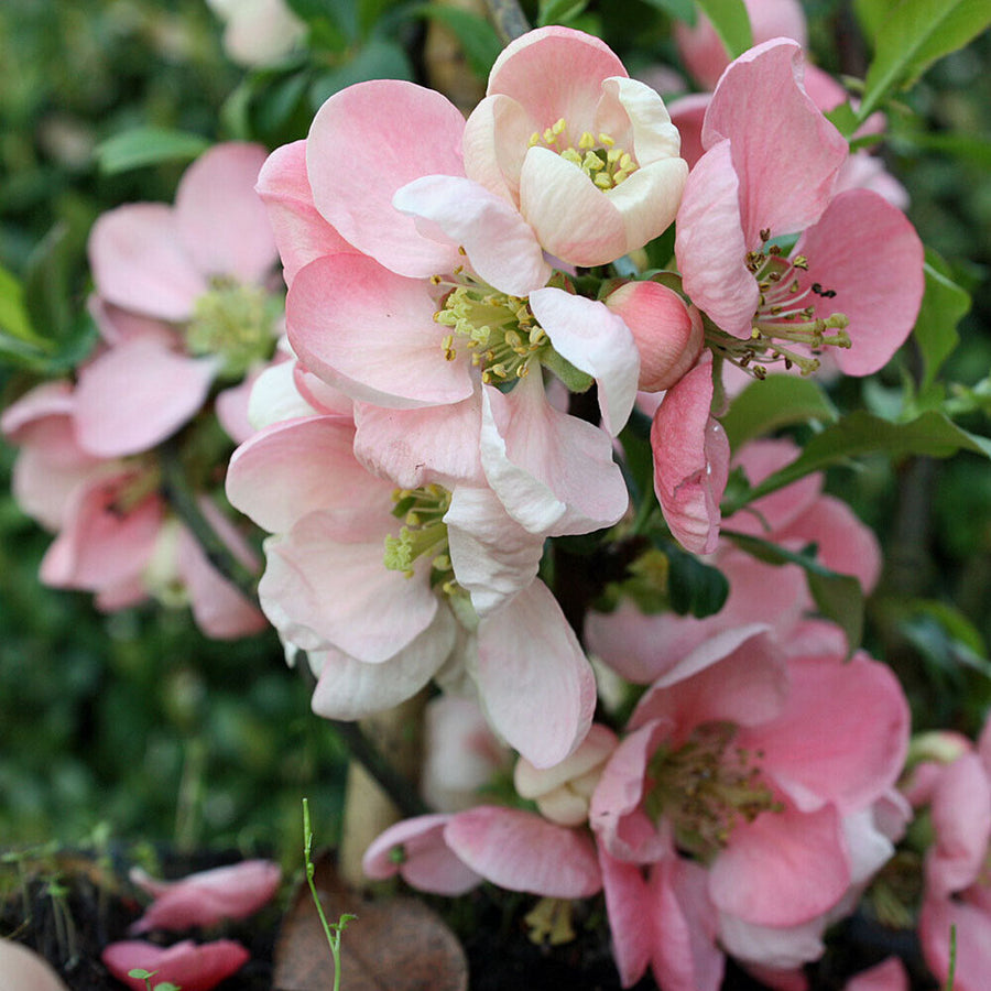 Chaenomeles Pink Trail - Quince Shrub pinktrail1 2