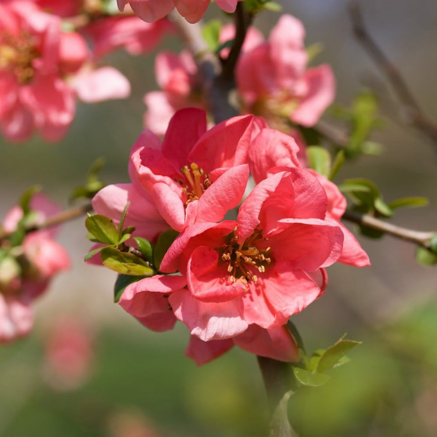 Chaenomeles Pink Trail - Quince Shrub pinktrail2 1