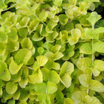 Lysimachia 'Creeping Jenny'  3